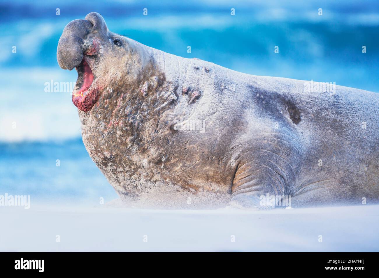 Foca elefante meridionale (Mirounga leonina) maschio ruggito, Isola dei leoni marini, Isole Falkland, Sud America Foto Stock