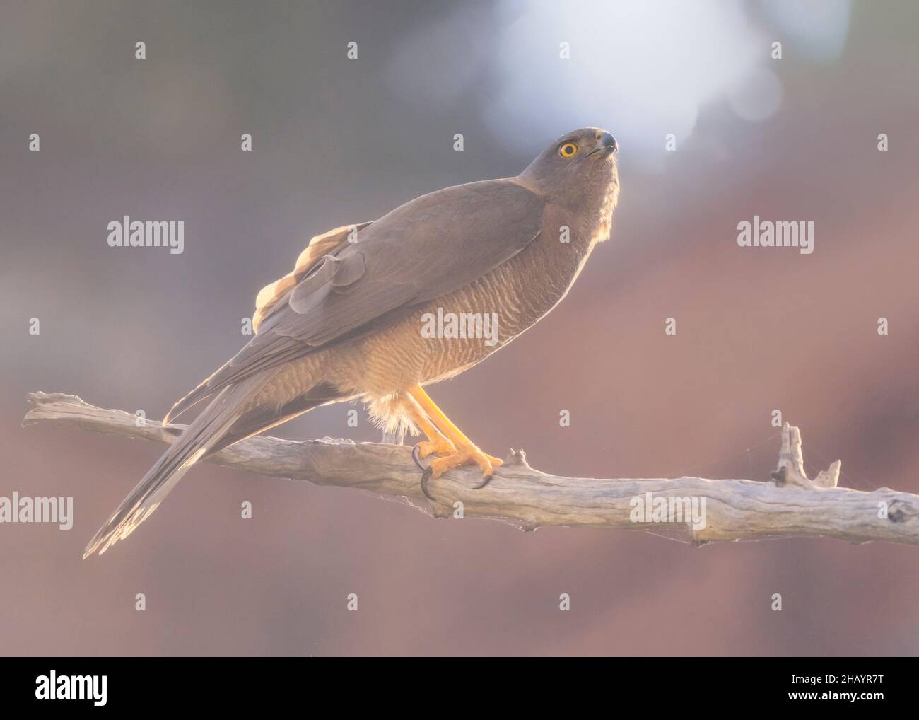 Goswak marrone selvatico (Accipiter fasciatus) arroccato su un ramo, Australia Foto Stock