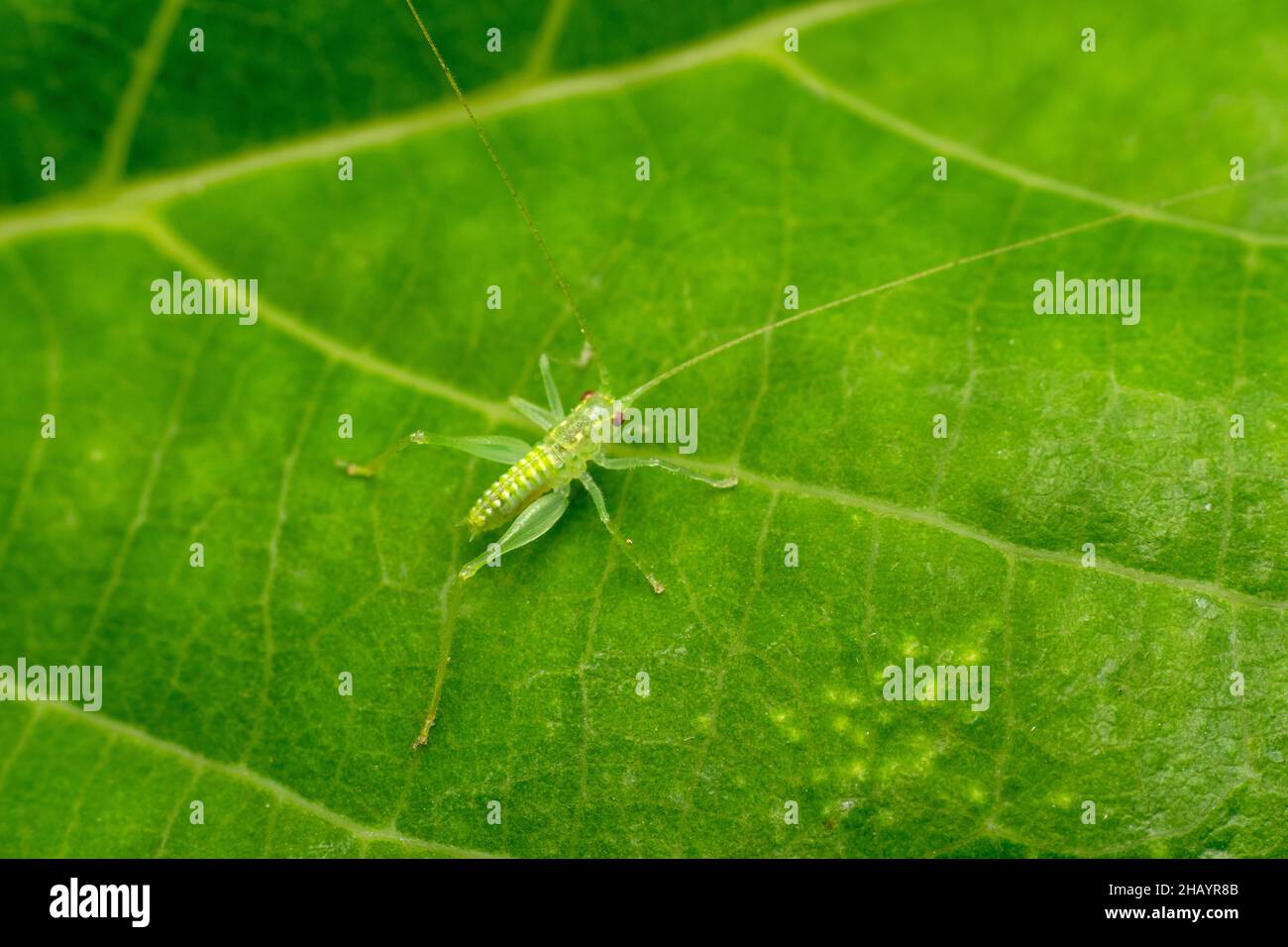 Oak Bush Cricket, Meconema meridionale, Satara, Maharashtra, India Foto Stock
