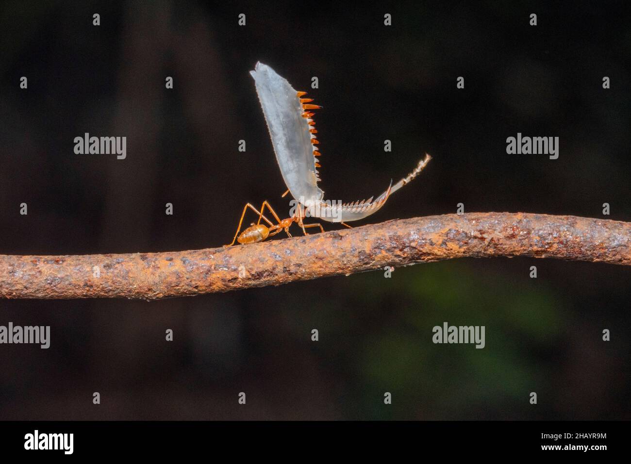 La formica di tessitore rosso, la maragdina di Oecophylla che trasporta la muffa di mantis, Satara, Maharashtra, India Foto Stock