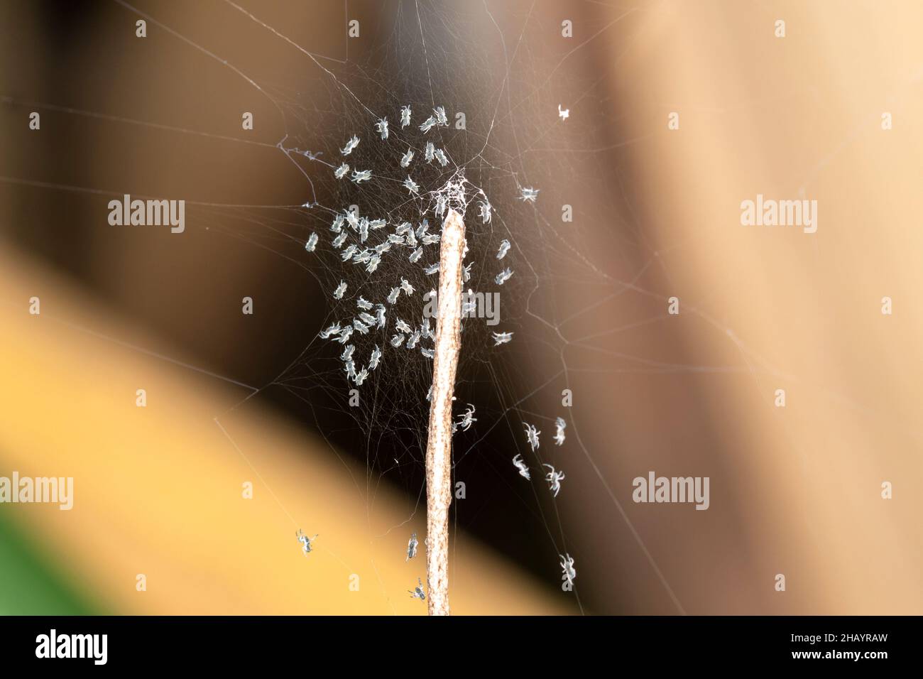 Spiderlings che emerge da eggsack, Cyclosa insulana o detriti orb tessitore Foto Stock