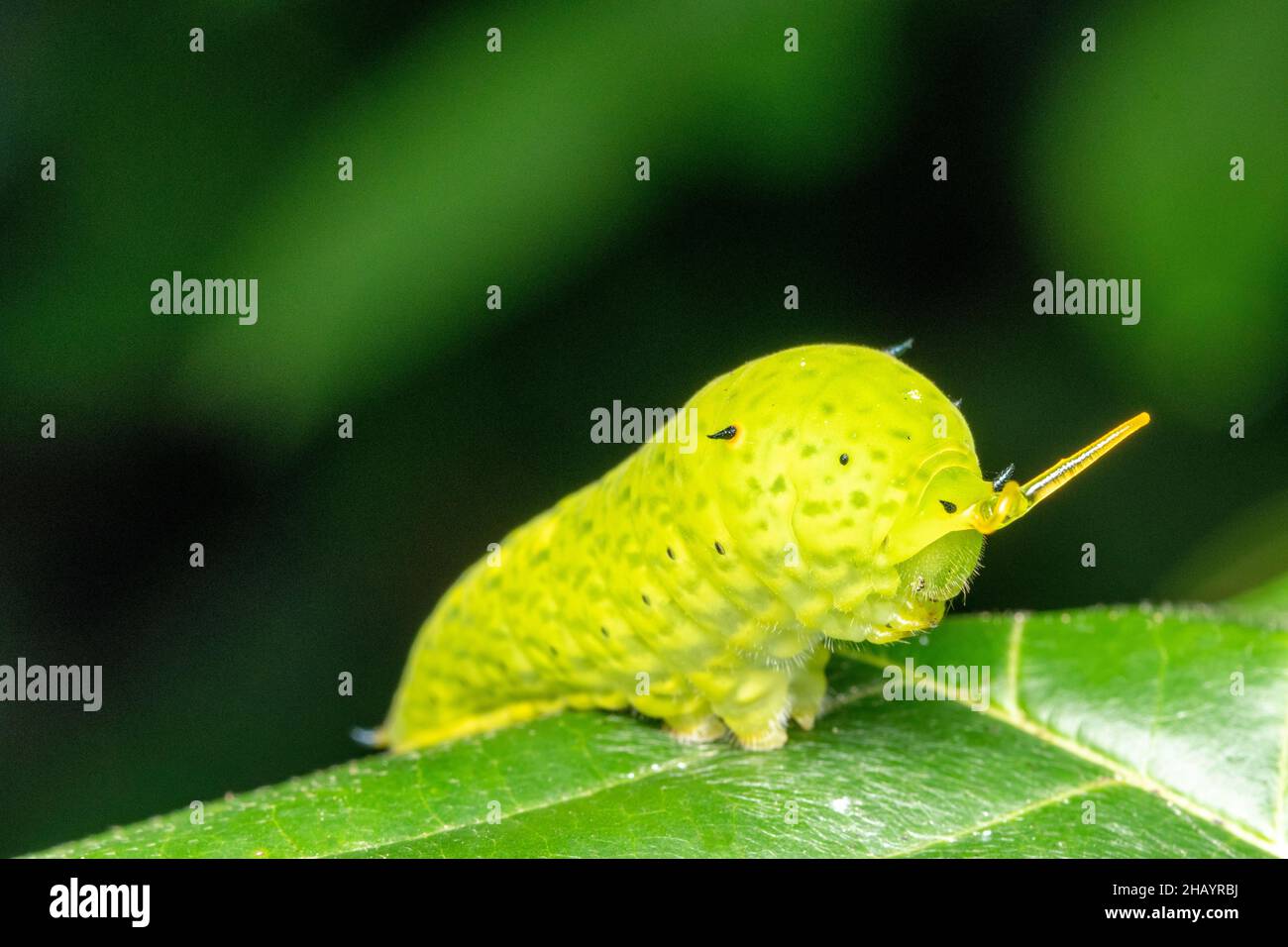 Segnale di avvertimento di farfalla di jay comune, Graphium doson, Satara, Maharashtra, India Foto Stock