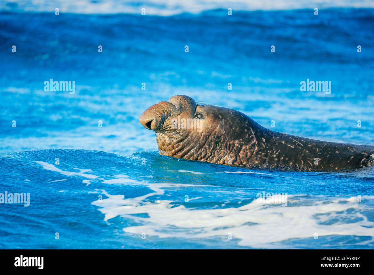 Foca elefante meridionale (Mirounga leonina) nuoto maschile, Isola dei leoni marini, Isole Falkland, Sud America Foto Stock
