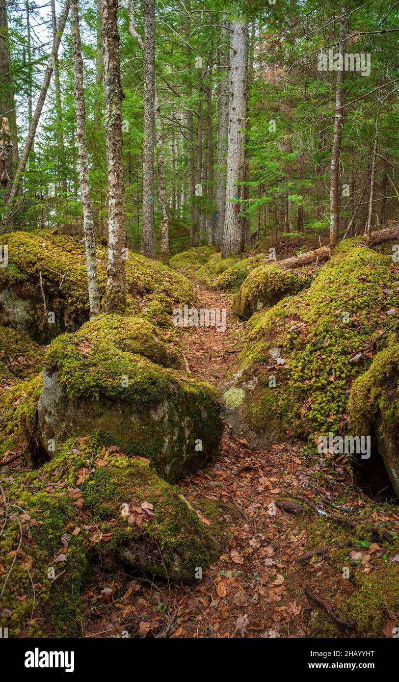 Un sentiero escursionistico che si snoda tra massi ricoperti di muschio, attraverso una foresta di legno di abete rosso settentrionale. Kettle Pond State Park, Groton, Vermont Foto Stock