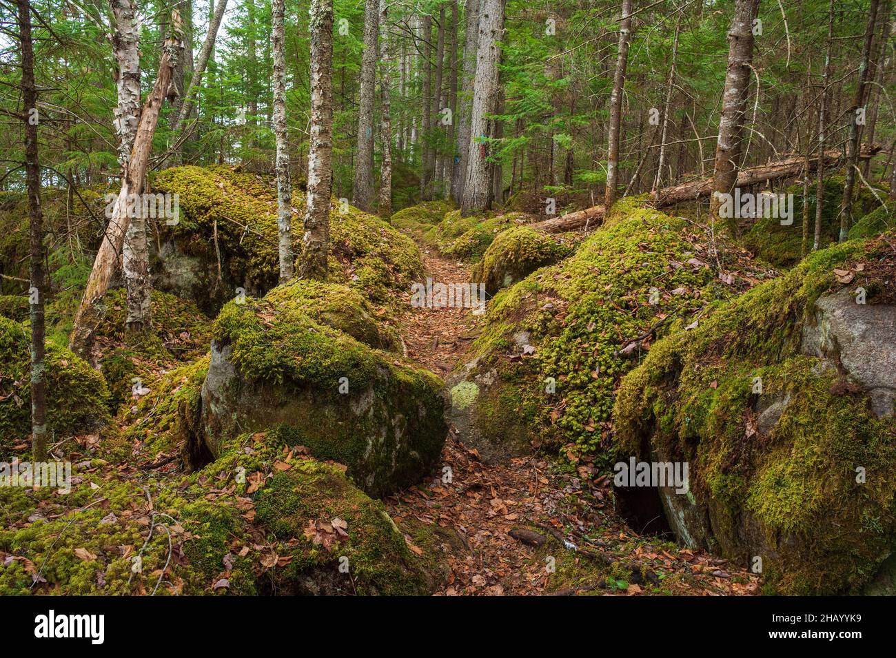 Un sentiero escursionistico che si snoda tra massi ricoperti di muschio, attraverso una foresta di legno di abete rosso settentrionale. Kettle Pond State Park, Groton, Vermont Foto Stock