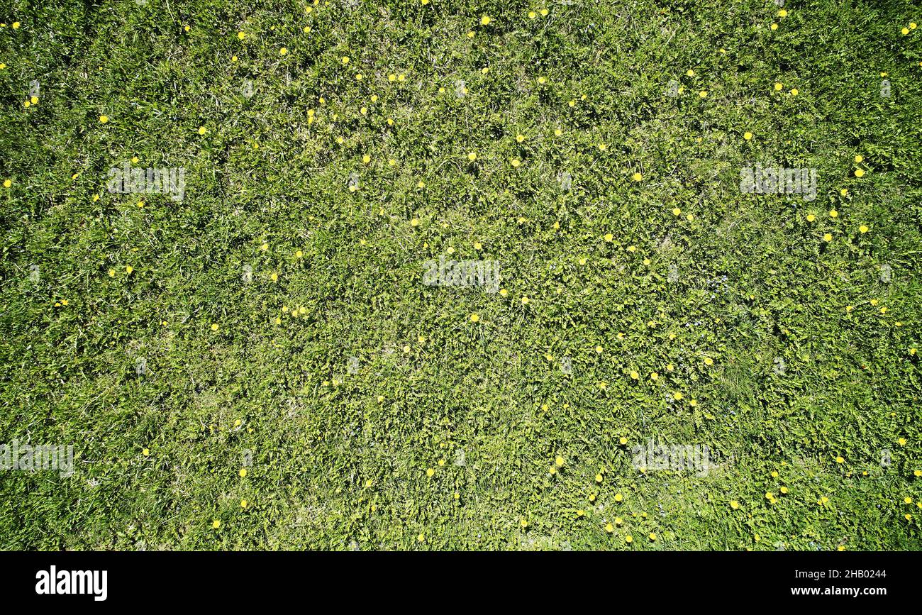 Erba campo texture con piante gialle sopra vista dall'alto. Sfondo astratto della natura Foto Stock