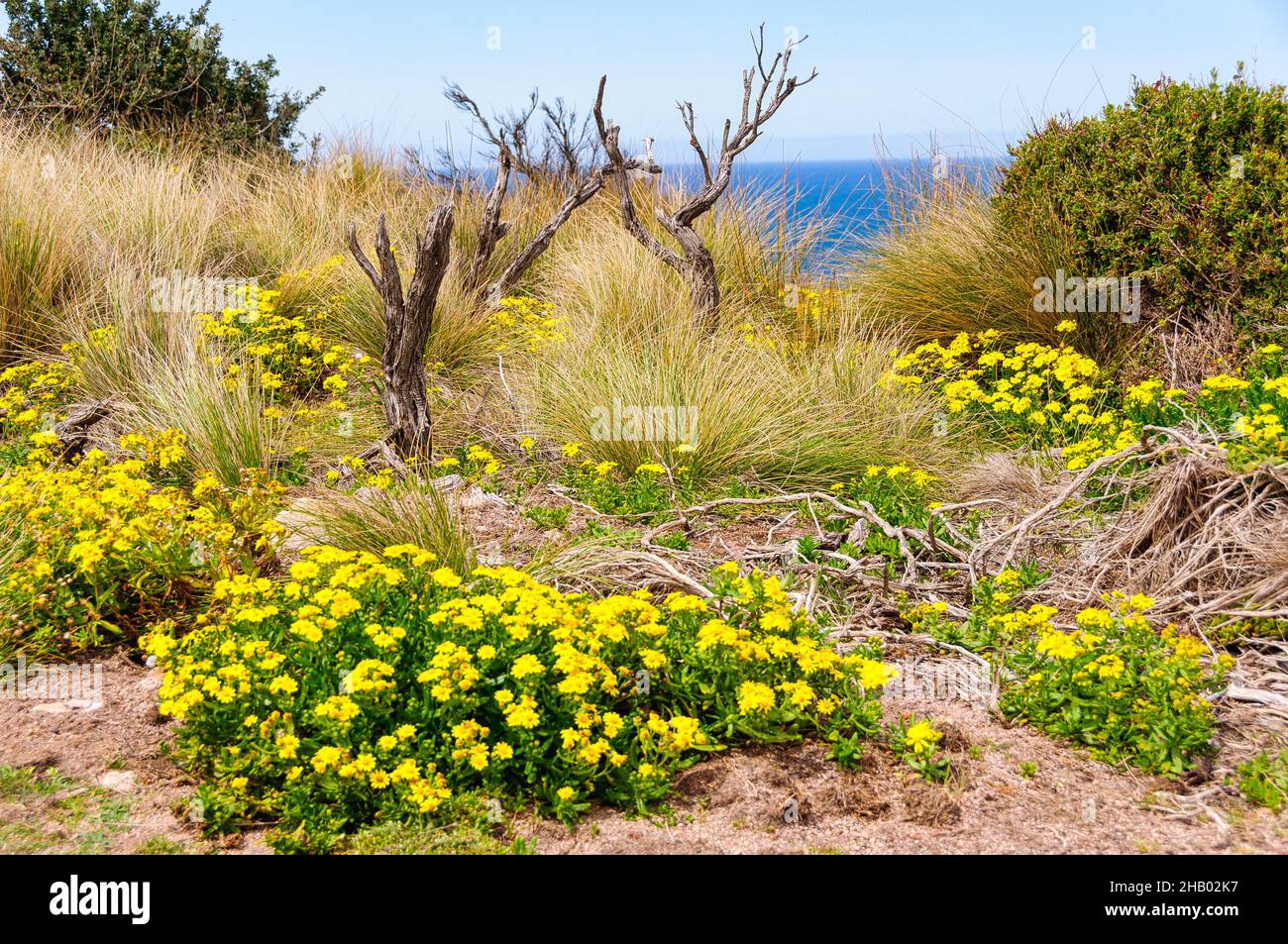 Fiori gialli selvatici nel Parco Naturale di Phillip Island - Phillip Island, Victoria, Australia Foto Stock