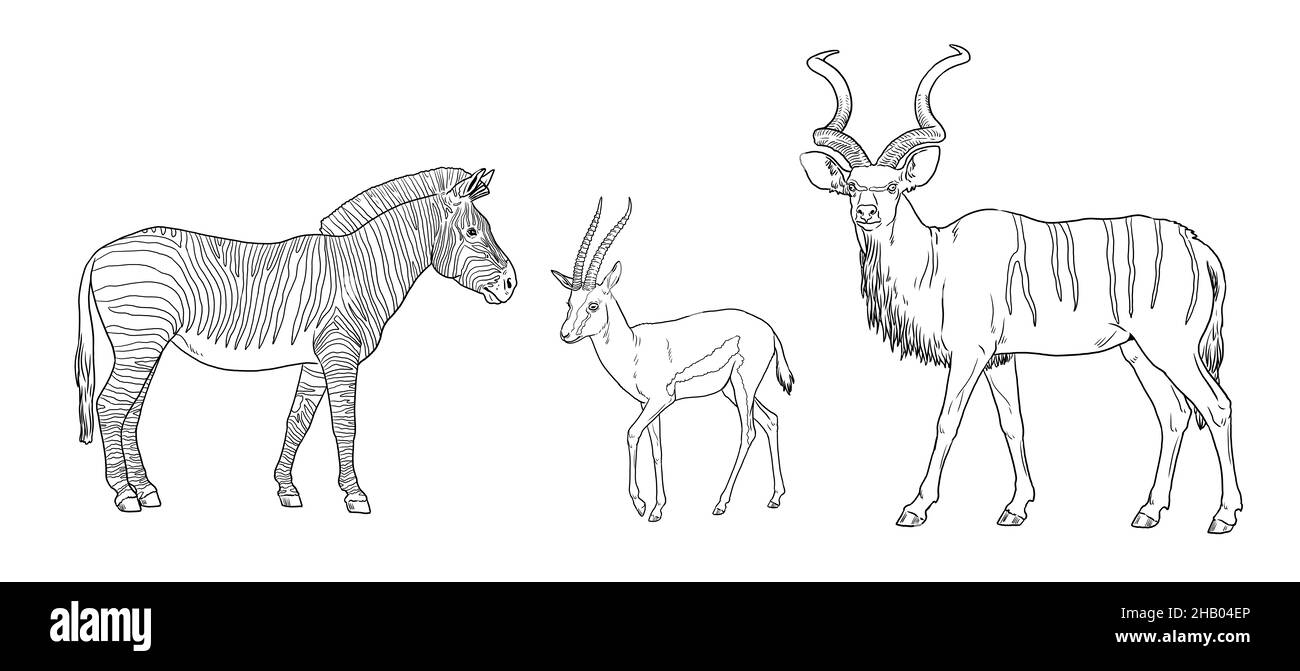 Grande kudu, zebra e illustrazione delle gazzelle di Thomson. Ruminanti africani per colorare libro. Foto Stock