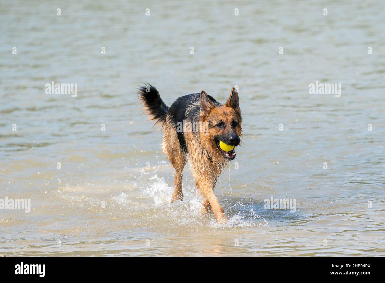 Giovane buon Pastore tedesco, cammina al bordo dell'acqua. Il cane cammina felicemente sul lago. Palla da tennis gialla in bocca. Foto Stock