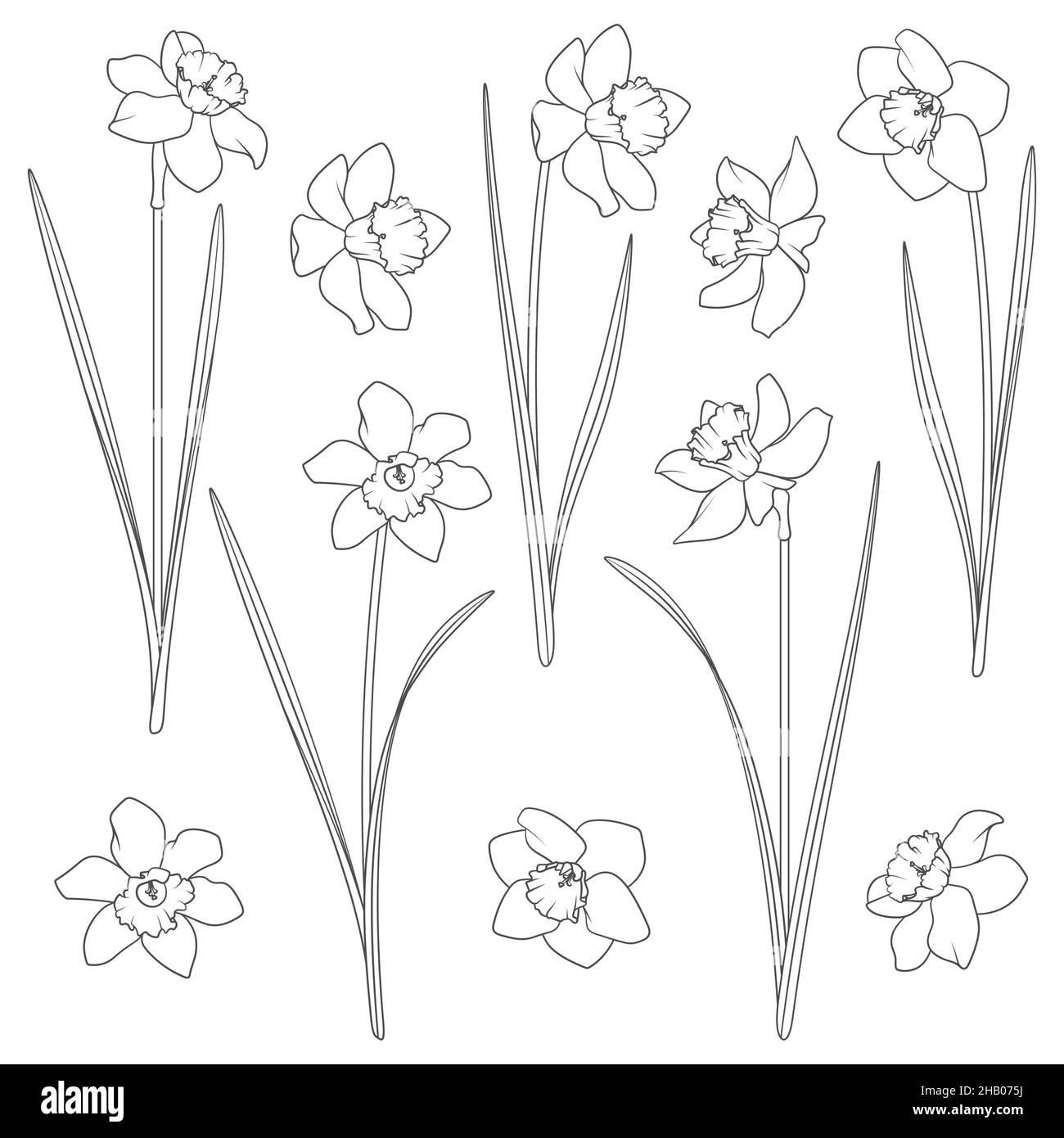 Set di illustrazioni in bianco e nero con narcischi. Oggetti vettoriali isolati su sfondo bianco. Illustrazione Vettoriale
