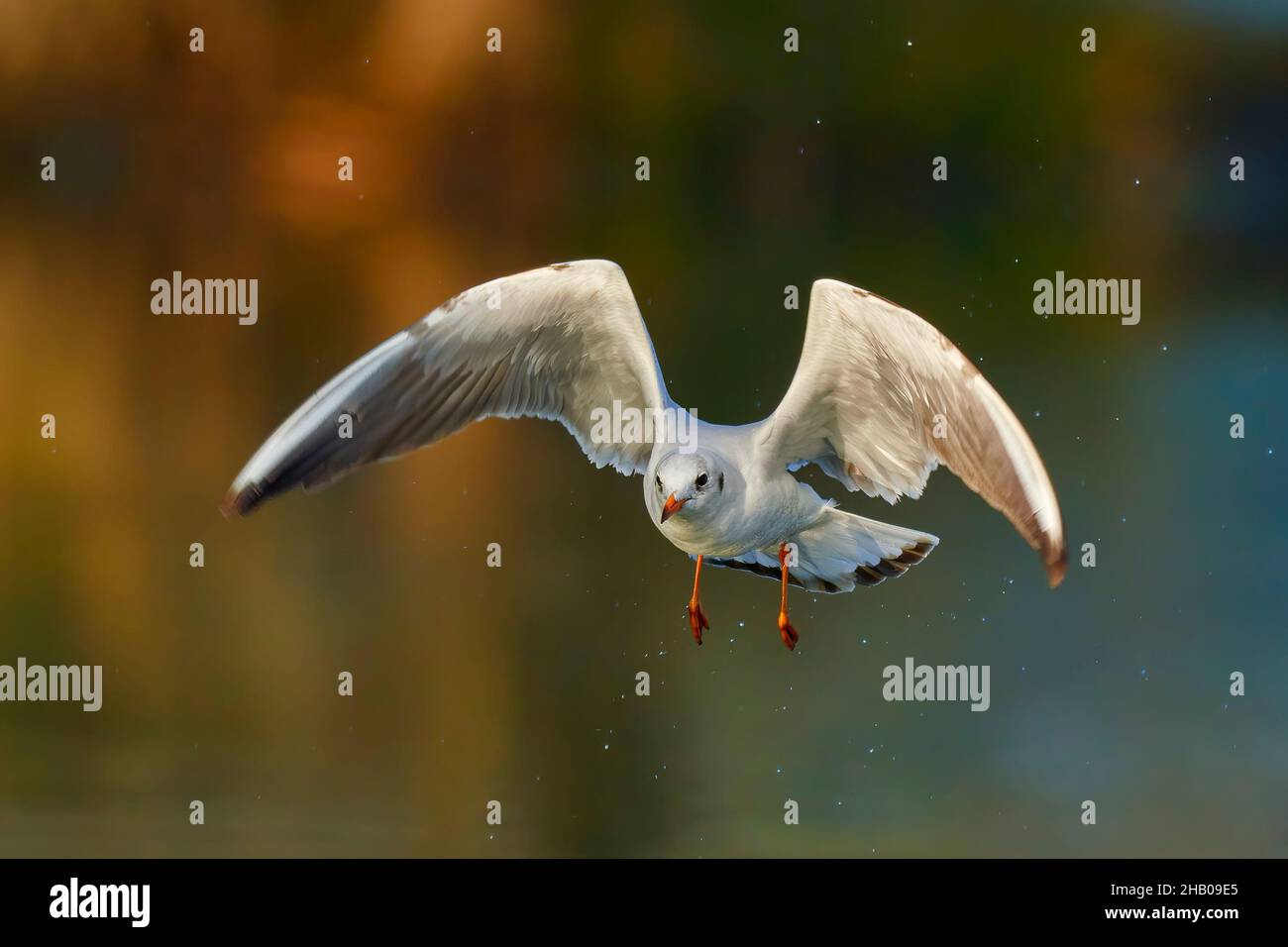 Gabbiano con testa nera in volo veloce con goccioline. Volare basso sopra la superficie dell'acqua. Luce mattutina invernale. Vista frontale, primo piano. Genere Larus ridibundus. Foto Stock