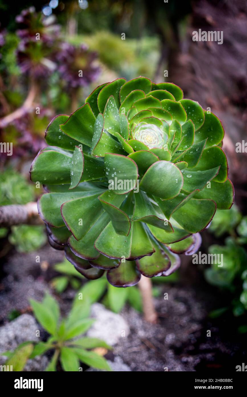 Aeonium Arboreum Green Rose precedentemente conosciuto come Greenovia. Foto Stock