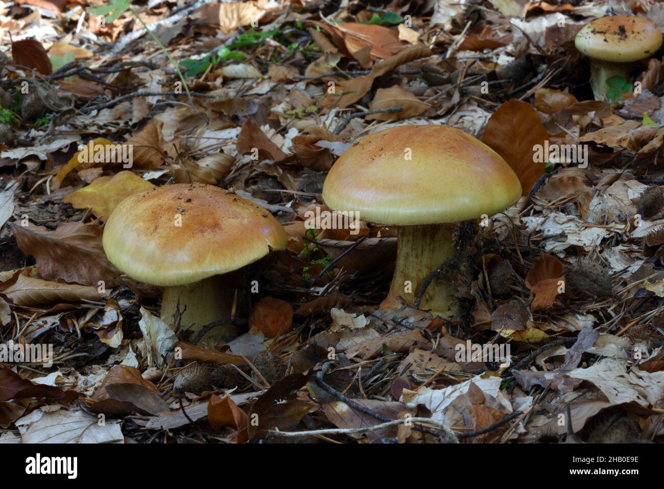 Porcini amari immagini e fotografie stock ad alta risoluzione Alamy