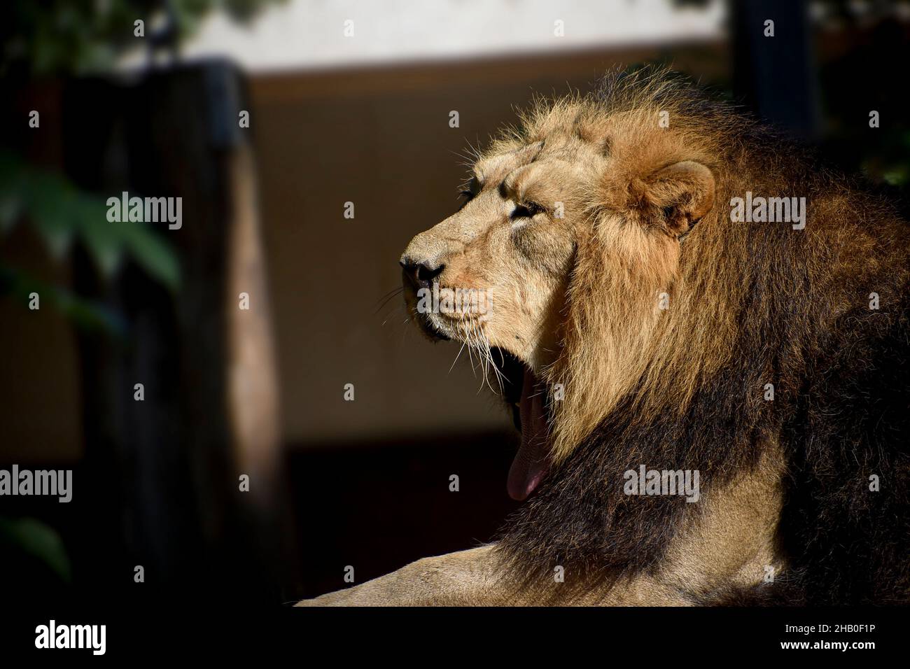Leone , Re della giungla , Ritratto animale della fauna selvatica Foto Stock