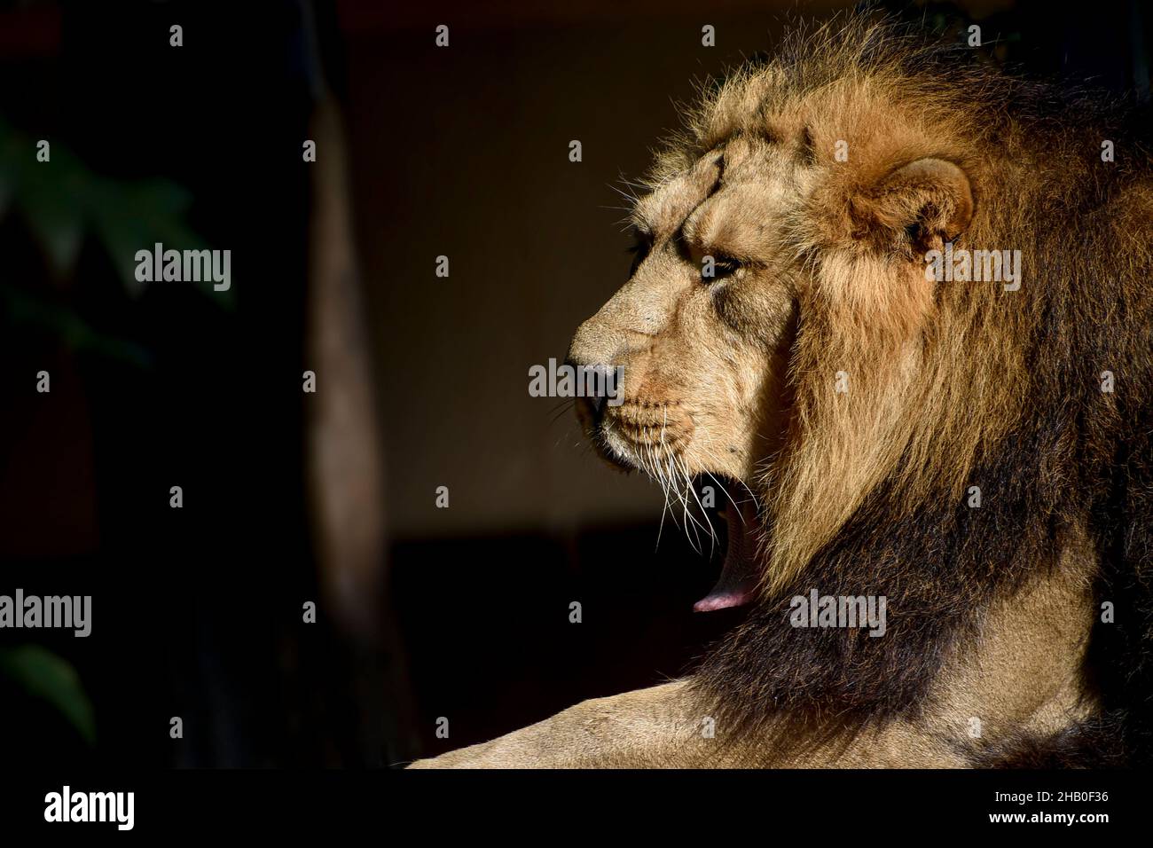 Leone , Re della giungla , Ritratto animale della fauna selvatica Foto Stock