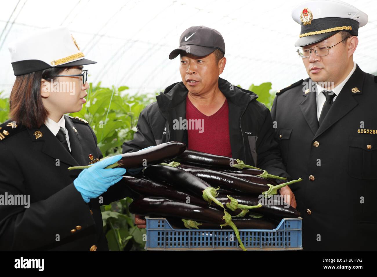 QINGDAO, CINA - 16 DICEMBRE 2021 - un funzionario doganale di Huangdao controlla la produzione di prodotti agricoli in una base di produzione agricola i Foto Stock