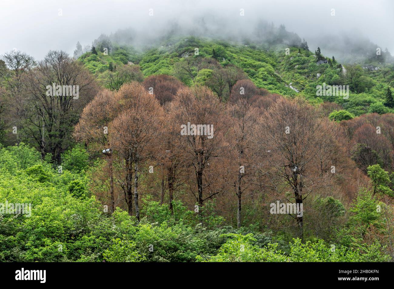 Il Parco Naturale della Valle della tunica ai piedi dei Monti Altınparmak è un luogo affascinante con le sue foreste, fiori, case in pietra e legno... Foto Stock