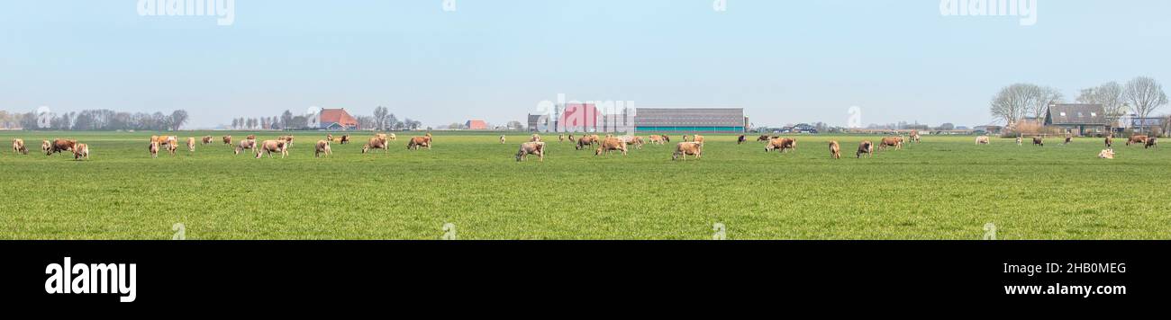 Mucche Jersey pascolo nel pascolo, tranquillo e soleggiato nel paesaggio Frisiano olandese di terra piatta con un cielo blu e un orizzonte dritto, ampio panoramico Foto Stock