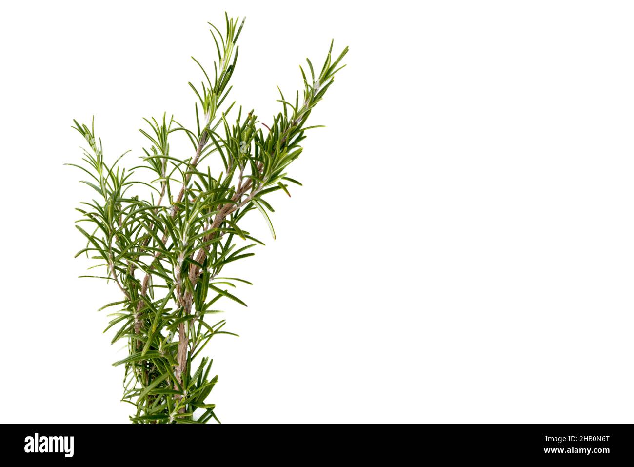 Rametto di rosmarino isolato su bianco, spazio copia, ideale per biglietti d'auguri e banner Foto Stock