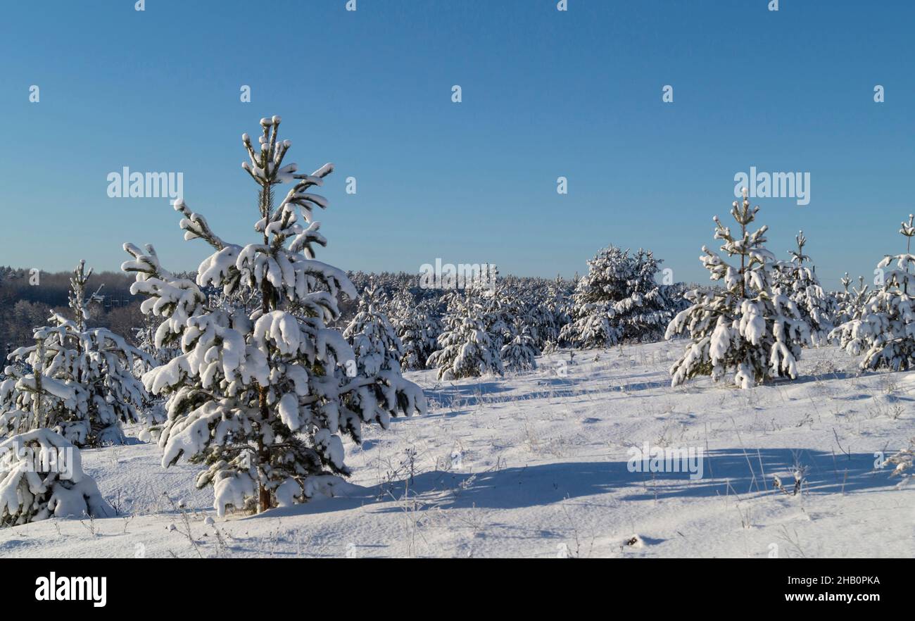 Pineta in inverno contro il cielo blu. Bellissimo paesaggio in una giornata di sole Foto Stock