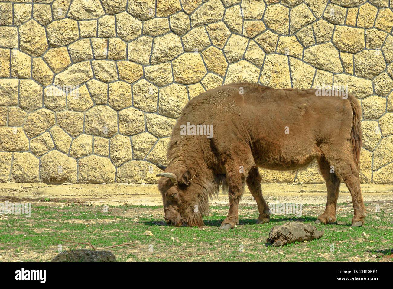 Bufalo europeo adulto d'Europa o wisent pascolo in erba. Famiglia di bisonti bonasus. Anche conosciuto come bisonte europeo del legno. Foto Stock