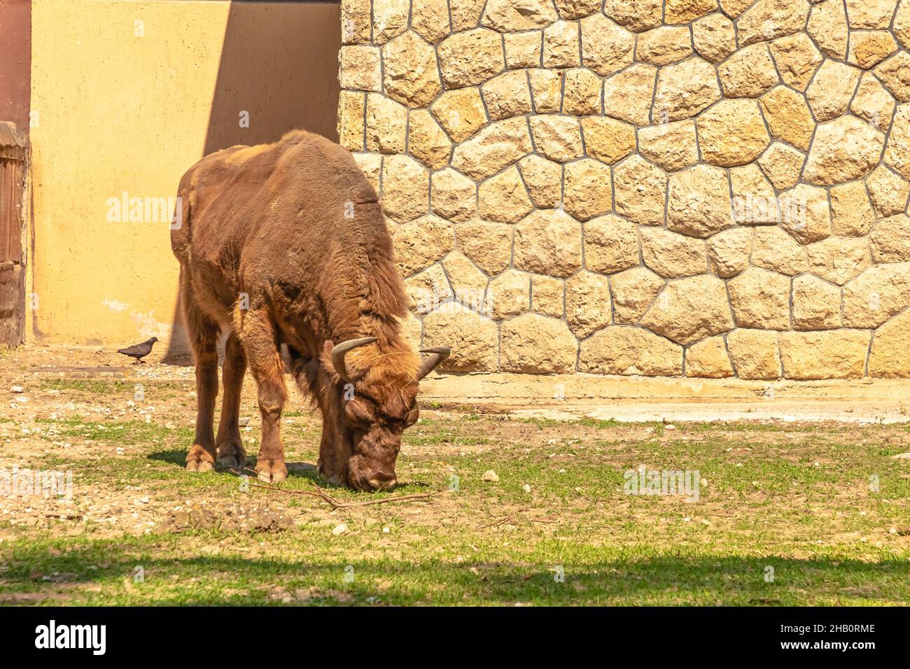 Vista ravvicinata del bufalo europeo adulto d'Europa o del pascolo in erba. Famiglia di bisonti bonasus. Anche conosciuto come bisonte europeo del legno. Foto Stock