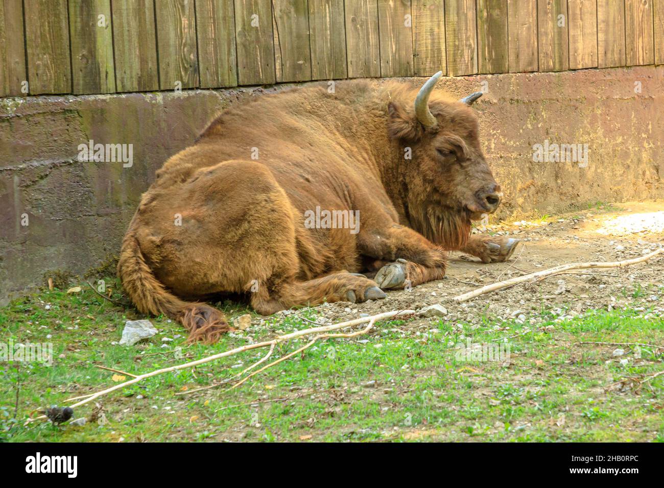 Vista ravvicinata del bufalo europeo adulto d'Europa o del pascolo in erba. Famiglia di bisonti bonasus. Anche conosciuto come bisonte europeo del legno. Foto Stock