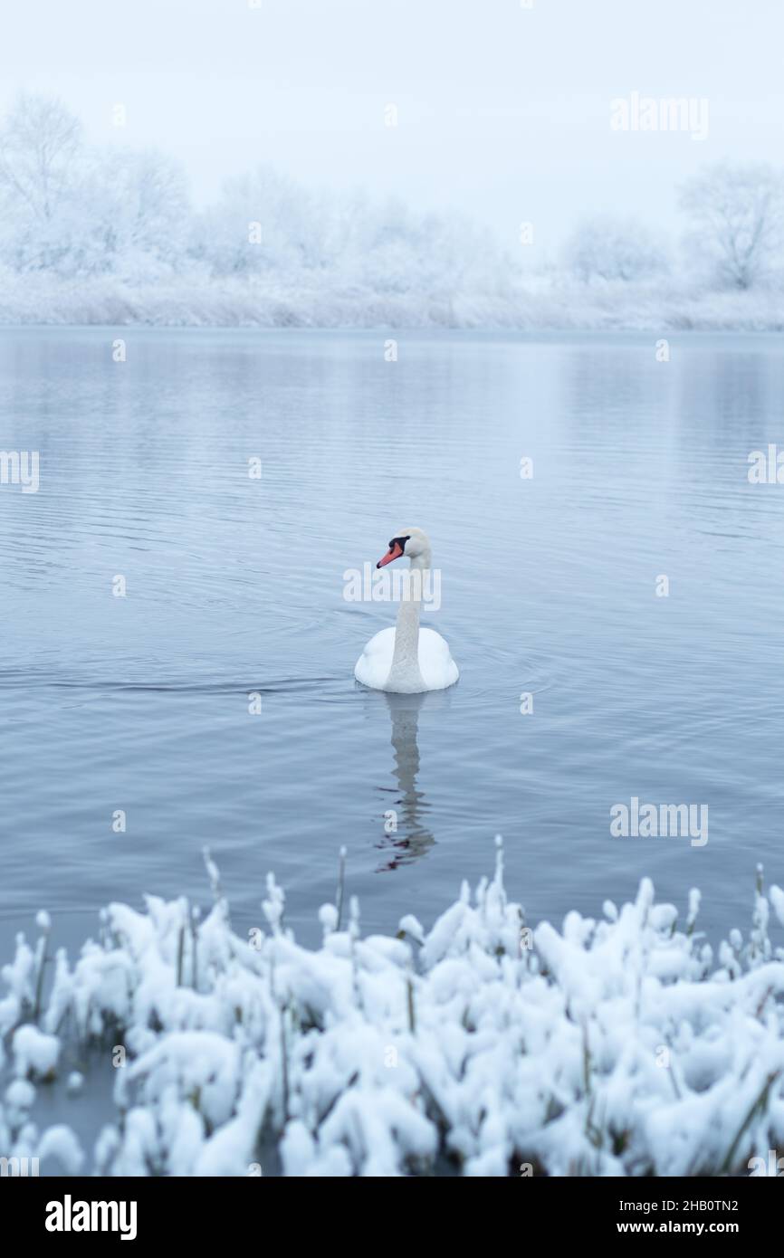 Solo il cigno bianco nuota nell'acqua del lago d'inverno in tempo di alba. Frosty alberi nevosi sullo sfondo. Fotografia animale Foto Stock