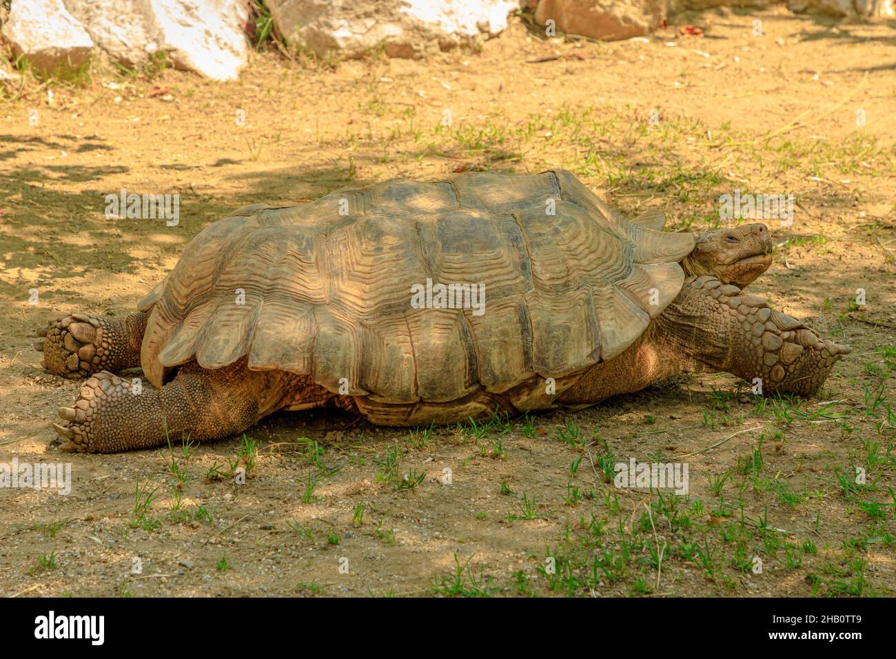 Tartaruga africana spronata camminando sull'erba. Centrochelys sulcata specie della famiglia Testudinidae. Adulti di tartaruga di terra originaria del Sahara Foto Stock