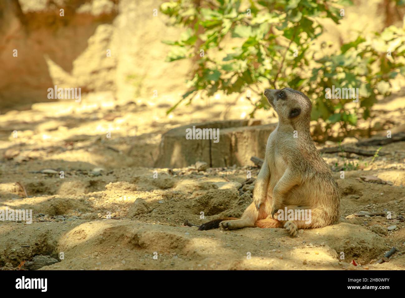 Meerkat. Suricata specie suricatta della famiglia delle maniche Herpestidae. Vivere in Sud Africa. Suricate testa da vicino. Foto Stock