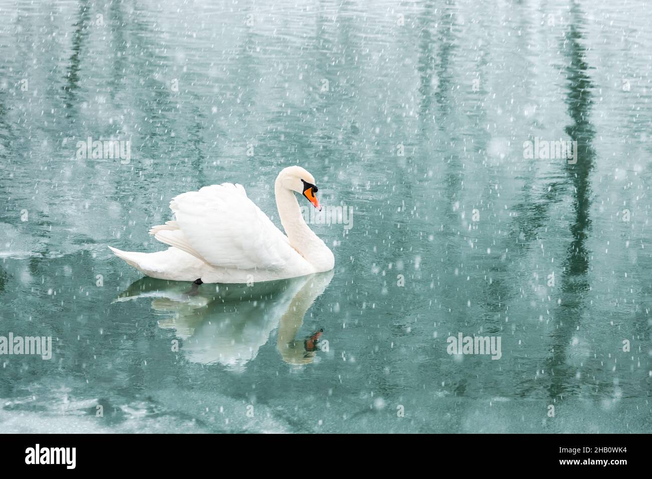 Solo il cigno bianco nuota nell'acqua del lago d'inverno in tempo di alba. Caduta di neve. Fotografia animale Foto Stock