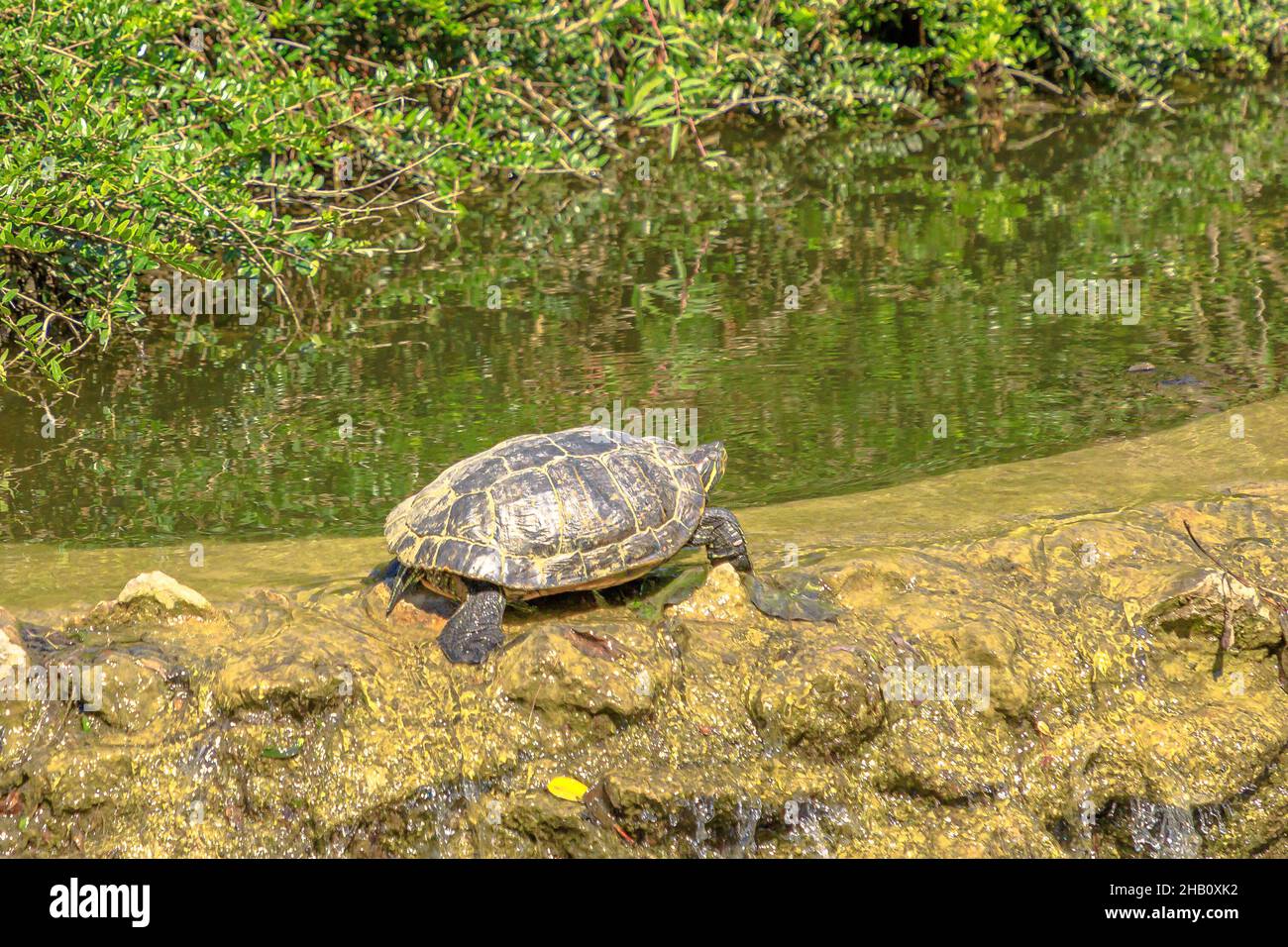 Tartaruga slider dalle orecchie rosse che si crogiola in un pons, Trachemys scripta elegans della famiglia Emydidae. Adulti della tartaruga animale domestico comune negli Stati Uniti. Nativo a. Foto Stock