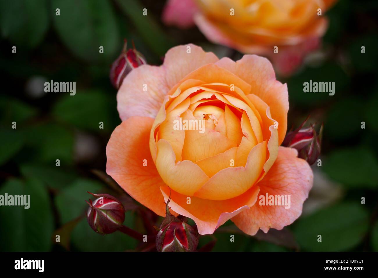 Double Orange David Austin Rosa 'Lady Emma Hamilton' Rosa coltivata nel Giardino delle Rose a Lowther Castle, Lake District National Park, Cumbria, Inghilterra. Foto Stock