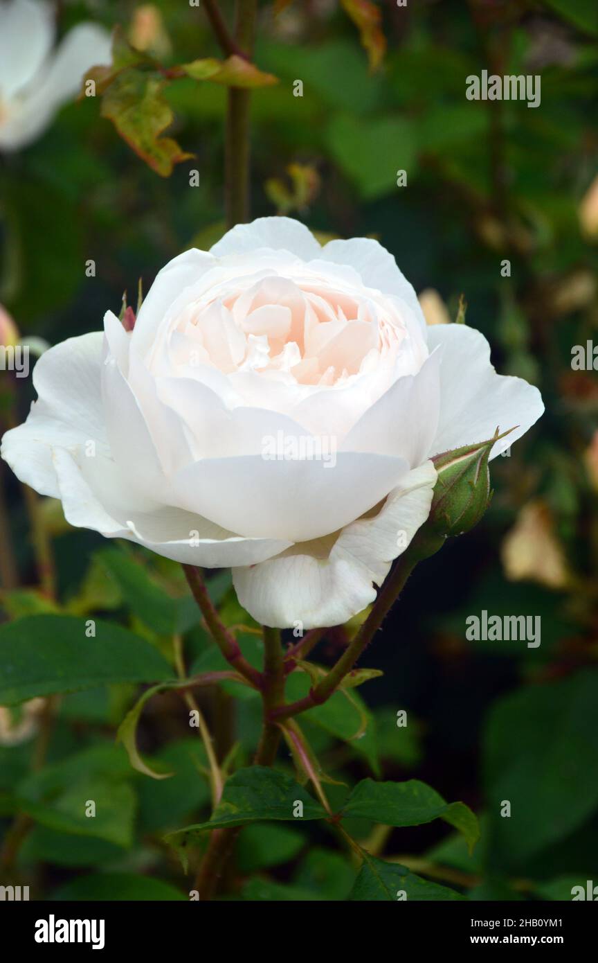 Singolo Bianco David Austin Rosa 'Desdemona' Rose cresciuto nel Giardino  delle Rose a Lowther Castle, Lake District National Park, Cumbria,  Inghilterra, Regno Unito Foto stock - Alamy