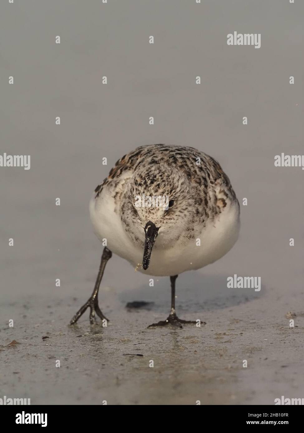 Sanderling, alimentando nella sabbia di litorale mentre la marea si abbonda e scorre. Cattureranno la preda dall'acqua o sonda nella sabbia. Foto Stock