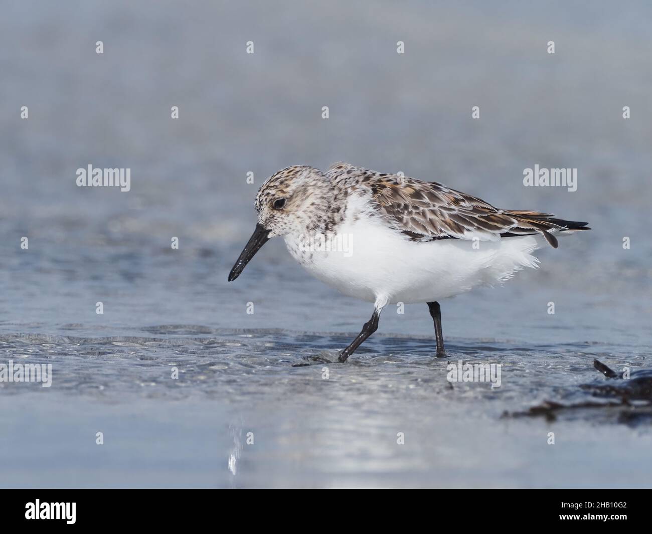 Sanderling, alimentando nella sabbia di litorale mentre la marea si abbonda e scorre. Cattureranno la preda dall'acqua o sonda nella sabbia. Foto Stock