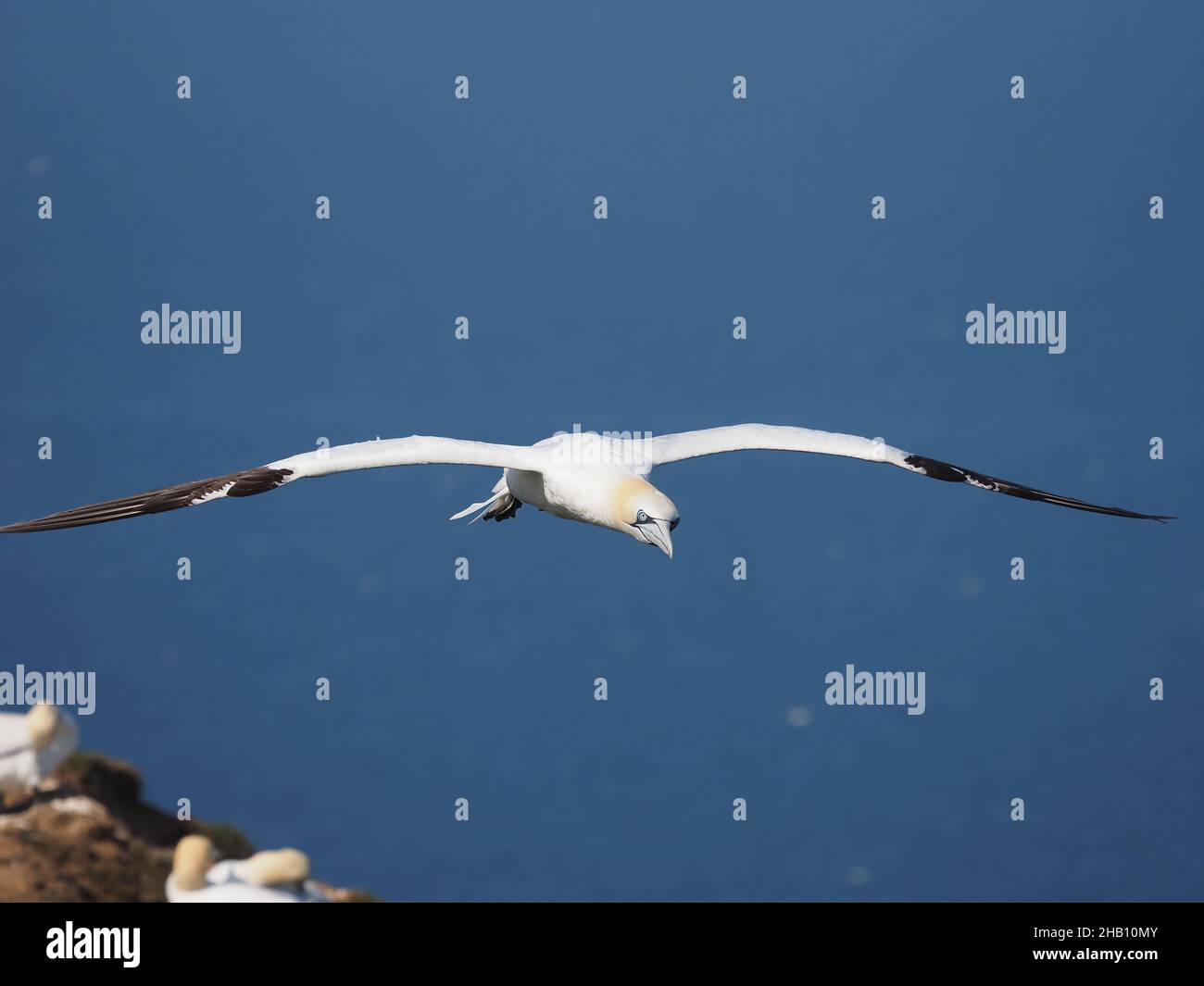 gannet utilizzare la direzione del vento sulle scogliere a loro vantaggio galleggiando attraverso l'aria con un minimo di sforzo. Foto Stock