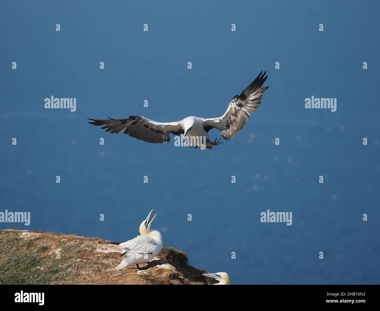 gannet utilizzare la direzione del vento sulle scogliere a loro vantaggio galleggiando attraverso l'aria con un minimo di sforzo. Foto Stock