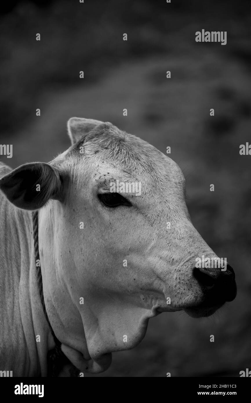 Faccia il primo piano su di una mucca femminile Foto Stock