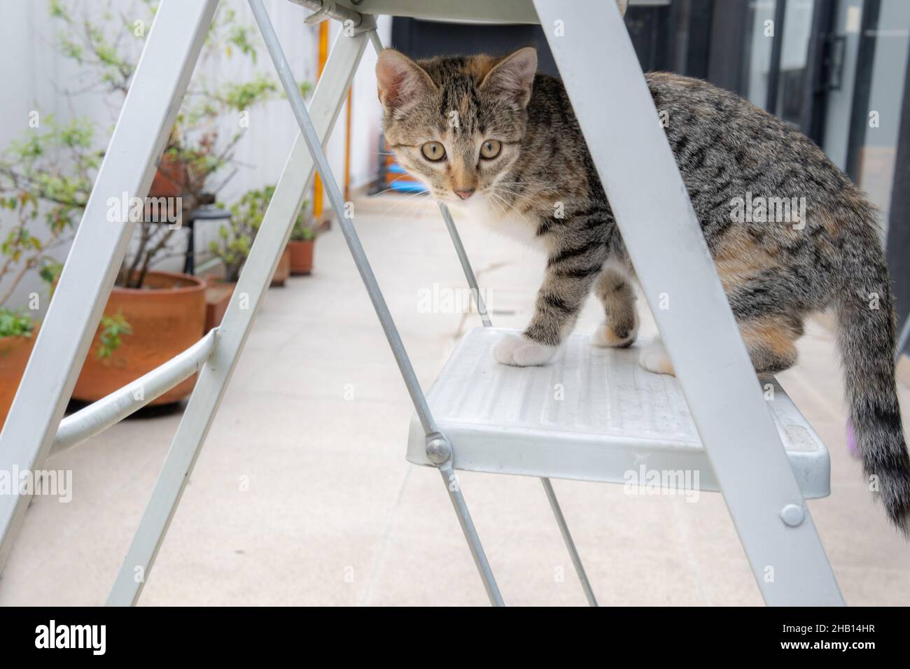 Gatto tabby grigio che stalking su una scala nel cortile Foto Stock