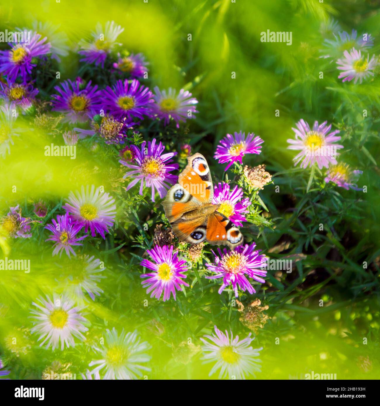 Farfalla monarca in Asters viola Foto Stock