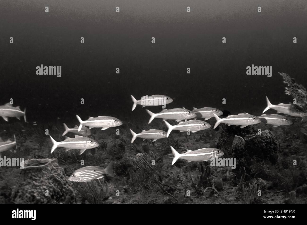 Reef Scene in bianco e nero Foto Stock