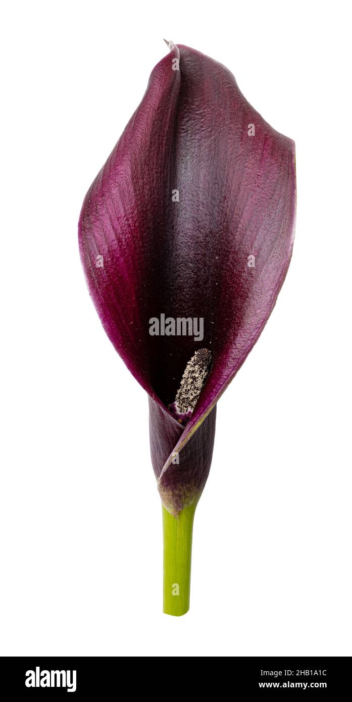 Fiore di calla viola isolato su sfondo bianco. Tracciato di ritaglio Foto Stock