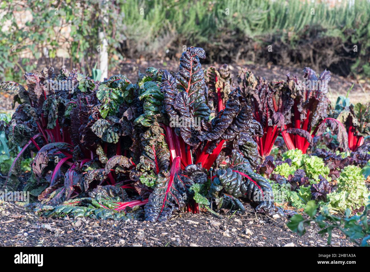 Frutteto svizzero in giardino, con stocchi rossi, dicembre, Regno Unito Foto Stock