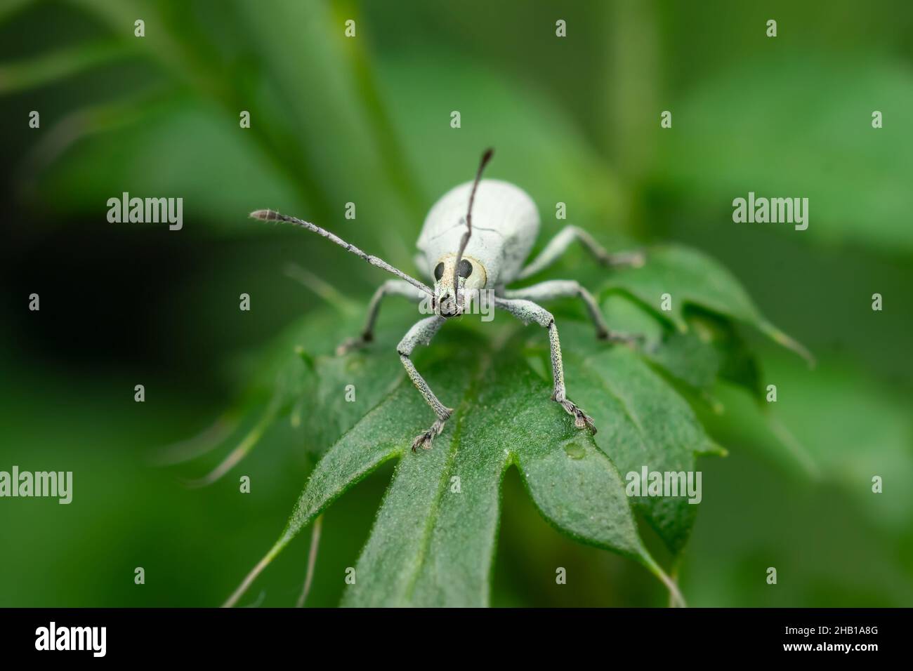 Il dolce sulla foglia. Questa è la peste distruttiva delle colture prevalentemente ornamentali e delle piante da giardino che mangiano le loro foglie. Messa a fuoco selettiva utilizzata. Foto Stock