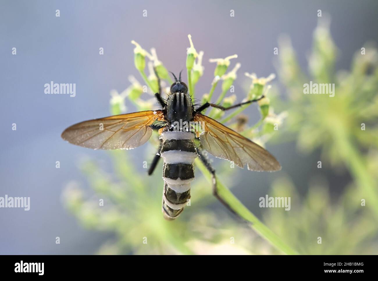 Entomophthora muscae, un fungo parassita che infetta le mosche e trasforma le mosche in zombie Foto Stock