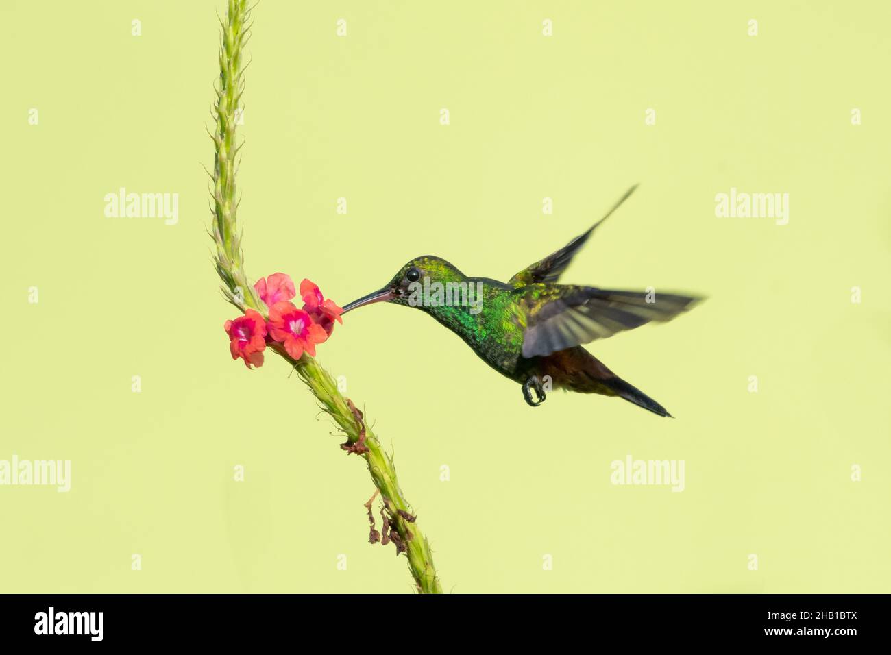 Verde brillante e brillante colibrì in rame, tobaci Amazilia, che si nutrono su un unico fiore rosa Vervain isolato su sfondo giallo. Foto Stock