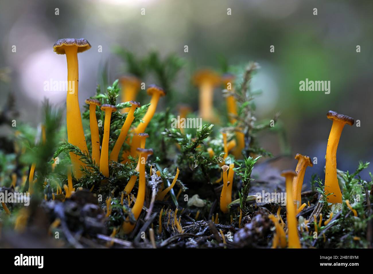 Craterellus lutescens, noto anche come Cantharellus lutescens, comunemente noto come piede giallo o Chanterelle d'oro, funghi selvatici dalla Finlandia Foto Stock
