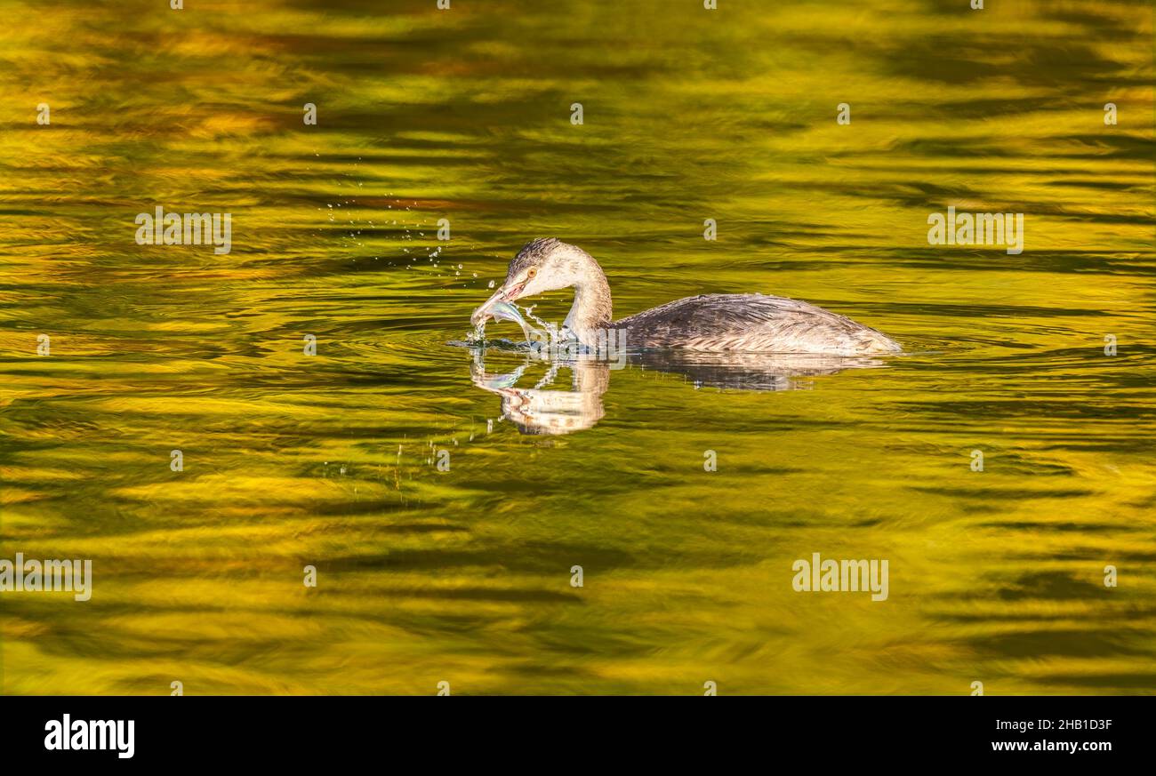 Grande gregge crestato, Podiceps cristatus, eclissi piumaggio, cattura di un pesce con spruzzi d'acqua in un laghetto, autunnale natura colorata specchiata in acqua. Foto Stock
