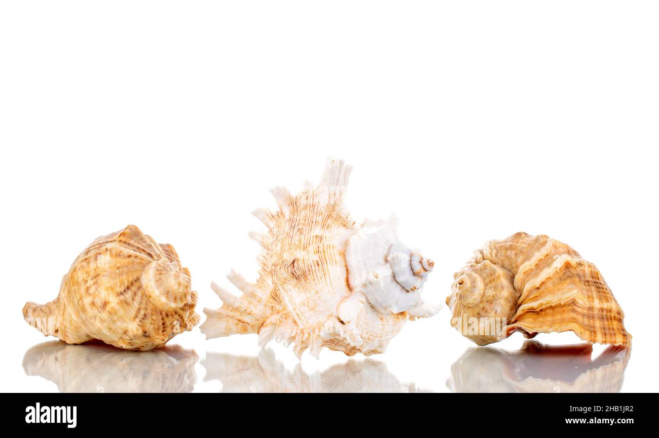 Tre conchiglie, primo piano, isolate su bianco. Foto Stock